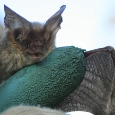 Nyctophilus geoffroyi (Lesser Long-eared Bat) at Quaama, NSW - 12 Nov 2008 by FionaG