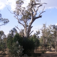 Eucalyptus sp. (dead tree) (Dead Hollow-bearing Eucalypt) at Red Hill to Yarralumla Creek - 10 Dec 2019 by MichaelMulvaney