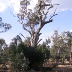 Eucalyptus sp. (dead tree) (Dead Hollow-bearing Eucalypt) at Hughes, ACT - 10 Dec 2019 by MichaelMulvaney