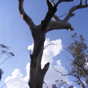 Eucalyptus sp. (dead tree) at Hughes, ACT - 10 Dec 2019