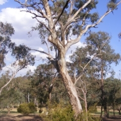 Eucalyptus melliodora (Yellow Box) at Hughes, ACT - 10 Dec 2019 by MichaelMulvaney