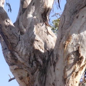 Eucalyptus melliodora at Hughes, ACT - 10 Dec 2019