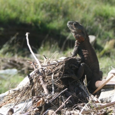 Intellagama lesueurii howittii (Gippsland Water Dragon) at Murrah, NSW - 10 Mar 2012 by FionaG