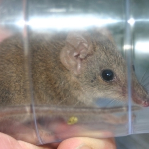 Antechinus agilis at Quaama, NSW - 7 Feb 2006 07:59 PM