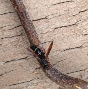 Eumeninae (subfamily) at Quaama, NSW - 12 Apr 2018 11:59 AM