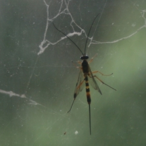 Ichneumonidae (family) at Quaama, NSW - 24 Jan 2019 12:53 AM