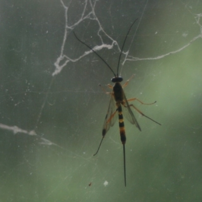 Ichneumonidae (family) (Unidentified ichneumon wasp) at Quaama, NSW - 24 Jan 2019 by FionaG