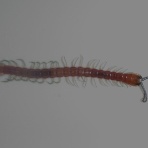 Scolopendromorpha (order) at Aranda, ACT - 25 Feb 2015