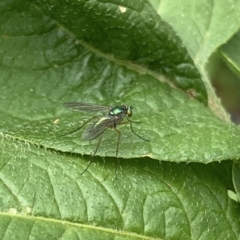 Dolichopodidae sp. (family) (Unidentified Long-legged fly) at Quaama, NSW - 15 Nov 2018 by FionaG
