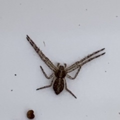 Tmarus sp. (genus) (Tmarus crab spider) at Quaama, NSW - 23 Apr 2019 by FionaG