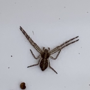 Tmarus sp. (genus) at Quaama, NSW - 23 Apr 2019 10:07 AM