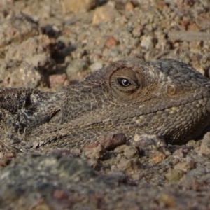 Pogona barbata at Garran, ACT - suppressed