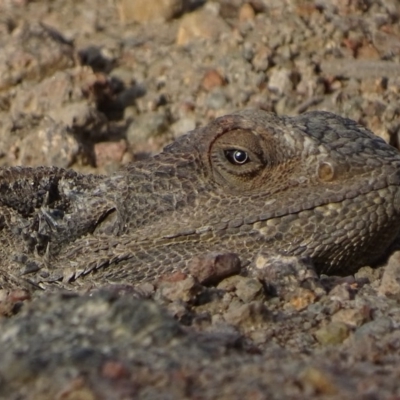 Pogona barbata (Eastern Bearded Dragon) at Red Hill Nature Reserve - 29 Nov 2019 by roymcd