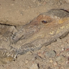 Pogona barbata at Garran, ACT - suppressed