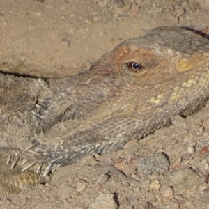 Pogona barbata at Garran, ACT - suppressed