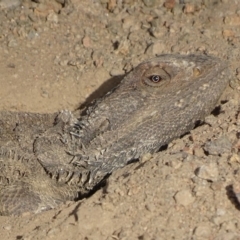 Pogona barbata at Garran, ACT - suppressed