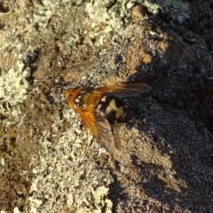 Microtropesa sp. (genus) (Tachinid fly) at Red Hill, ACT - 29 Nov 2019 by roymcd