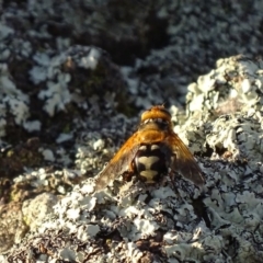 Microtropesa sp. (genus) at Red Hill, ACT - 29 Nov 2019 07:13 PM