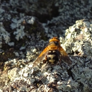 Microtropesa sp. (genus) at Red Hill, ACT - 29 Nov 2019 07:13 PM