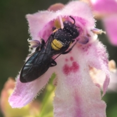 Hylaeus (Euprosopoides) rotundiceps (Hylaeine colletid bee) at ANBG - 11 Dec 2019 by PeterA