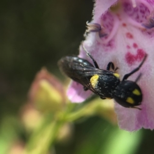 Hylaeus (Euprosopoides) rotundiceps at Hackett, ACT - 11 Dec 2019 01:00 PM