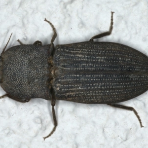 Agrypnus sp. (genus) at Ainslie, ACT - 5 Dec 2019 08:07 PM