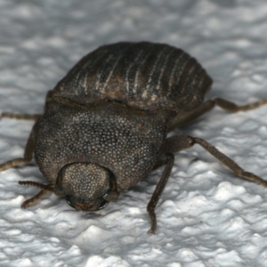 Agrypnus sp. (genus) at Ainslie, ACT - 5 Dec 2019 08:07 PM