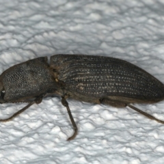 Agrypnus sp. (genus) at Ainslie, ACT - 5 Dec 2019 08:07 PM