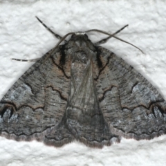 Austroterpna paratorna (Rounded Grey (Geometrinae)) at Ainslie, ACT - 5 Dec 2019 by jb2602