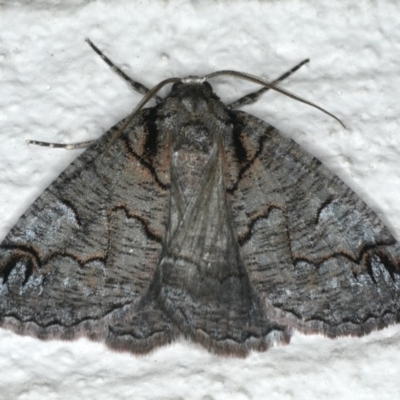 Austroterpna paratorna (Rounded Grey (Geometrinae)) at Ainslie, ACT - 5 Dec 2019 by jb2602