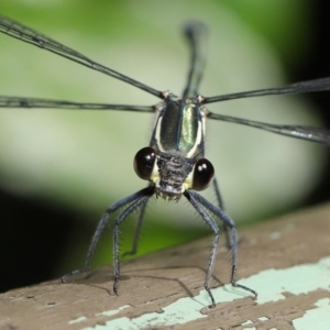 Austroargiolestes icteromelas at Acton, ACT - 4 Dec 2019