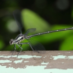 Austroargiolestes icteromelas at Acton, ACT - 4 Dec 2019 09:23 AM