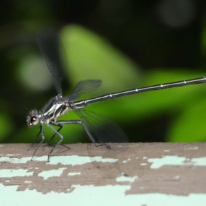 Austroargiolestes icteromelas at Acton, ACT - 4 Dec 2019