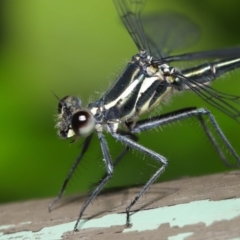 Austroargiolestes icteromelas at Acton, ACT - 4 Dec 2019 09:23 AM