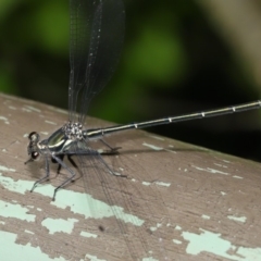 Austroargiolestes icteromelas at Acton, ACT - 4 Dec 2019 09:23 AM