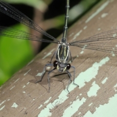 Austroargiolestes icteromelas at Acton, ACT - 4 Dec 2019