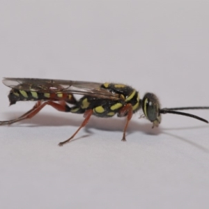 Tiphiidae (family) at Evatt, ACT - 5 Dec 2019 10:28 AM