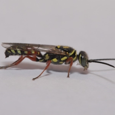 Tiphiidae (family) (Unidentified Smooth flower wasp) at Evatt, ACT - 5 Dec 2019 by TimL