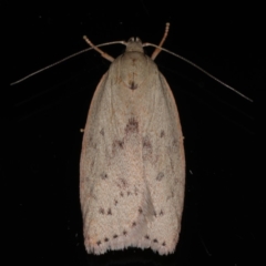 Heliocausta undescribed species (A concealer moth) at Ainslie, ACT - 27 Nov 2019 by jb2602