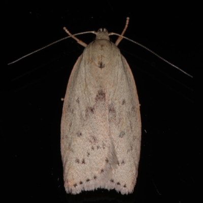 Heliocausta undescribed species (A Concealer moth (Wingia group)) at Ainslie, ACT - 27 Nov 2019 by jb2602