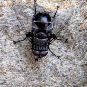 Rutilia (Donovanius) sp. (genus & subgenus) at Colinton, NSW - 12 Dec 2019