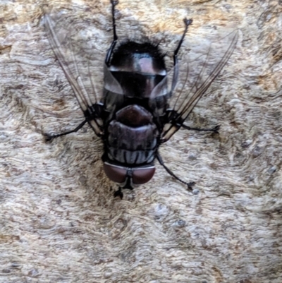 Rutilia (Donovanius) sp. (genus & subgenus) (A Bristle Fly) at Colinton, NSW - 11 Dec 2019 by Shimitras