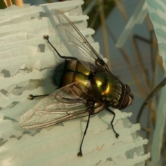 Rutilia sp. (genus) (A Rutilia bristle fly, subgenus unknown) at QPRC LGA - 10 Dec 2019 by Wandiyali