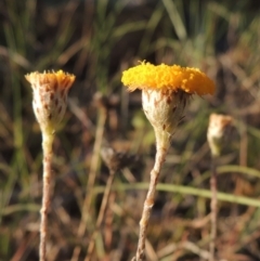 Leptorhynchos squamatus (Scaly Buttons) at Tennent, ACT - 11 Nov 2019 by michaelb