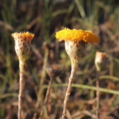 Leptorhynchos squamatus (Scaly Buttons) at Tennent, ACT - 11 Nov 2019 by MichaelBedingfield