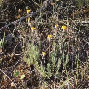 Leptorhynchos squamatus at Tennent, ACT - 11 Nov 2019