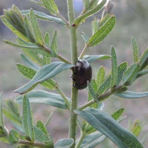 Chrysolina quadrigemina at Tennent, ACT - 11 Nov 2019