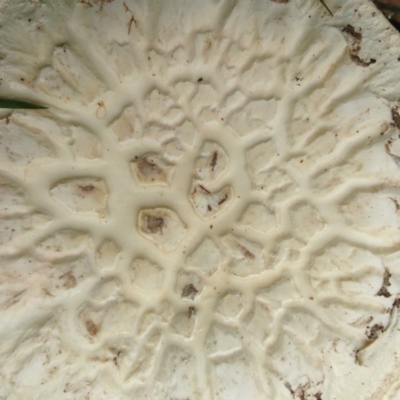Unverified Fungus at Murrah, NSW - 6 Feb 2016 by FionaG