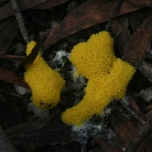 Fuligo septica at Quaama, NSW - 5 Apr 2019 10:24 PM