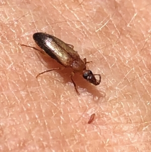 Euomma lateralis at Aranda, ACT - 12 Dec 2019 10:59 AM